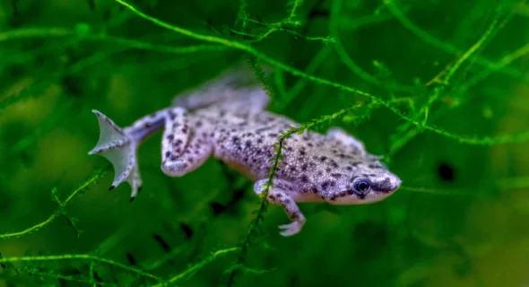 What are the top 10 aquatic pets? These Are!