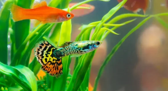 What is the most popular aquatic pet? This is!