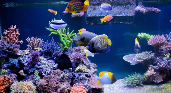 Are Saltwater Fish Tanks Hard to Maintain? Explained