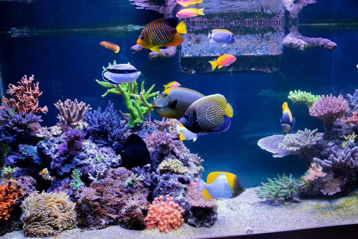 are-saltwater-fish-tanks-hard-to-maintain-explained