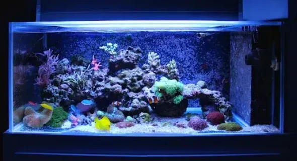 What Size Tank Is Recommended for Saltwater Fish?