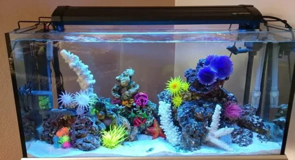 What is a good size saltwater tank for a beginner?