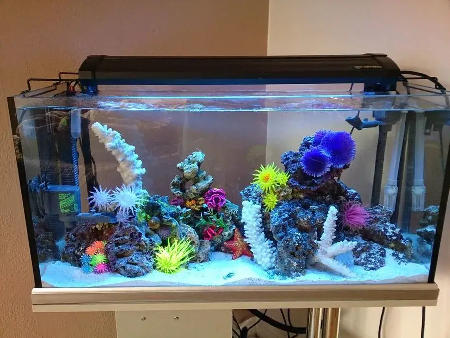 small saltwater aquariums