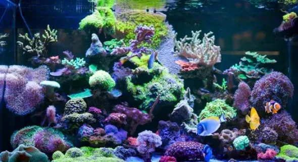 Is it expensive to keep a saltwater fish tank? Explained