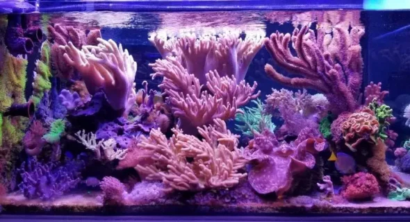 What are the pros and cons of saltwater aquarium?