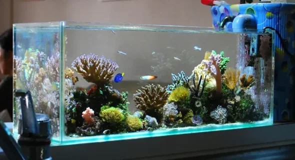 Can You Use a Regular Fish Tank for Saltwater Fish?