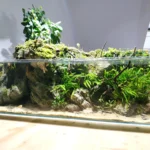 aquaticplants2