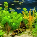 aquaticplants4