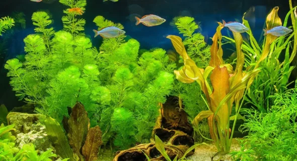 Can Aquatic Plants Grow Out of Water? What to Expect