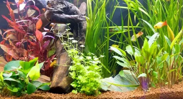 Do Aquarium Plants Have to Be Submerged? Explained