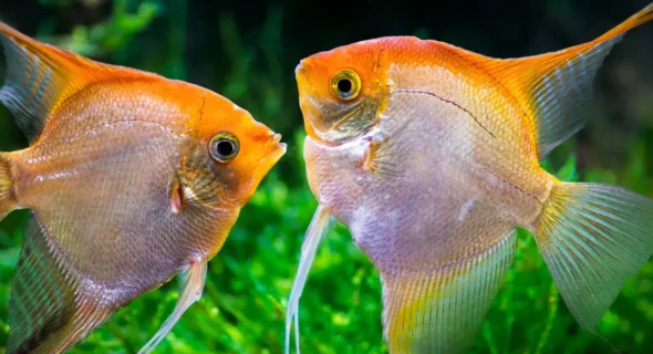 What Freshwater Fish Mate for Life? Explained