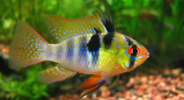 What’s the Prettiest Freshwater Fish? These Are!