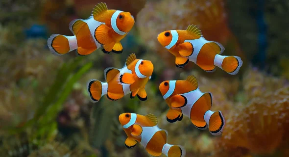 How Many Gallons Do Clownfish Need? Crucial Guide