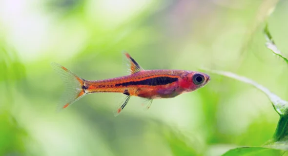 What Freshwater Fish Live Well Together? Explained