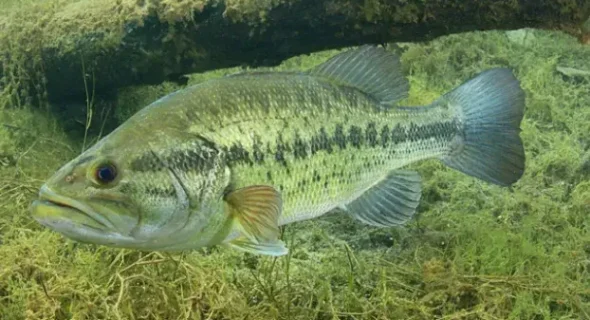 What is the Most Popular Fresh Water Fish? This One!