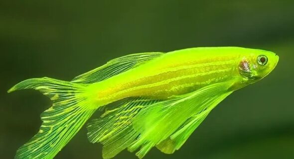 What is the Coolest Fish to Own? Beginners Guide