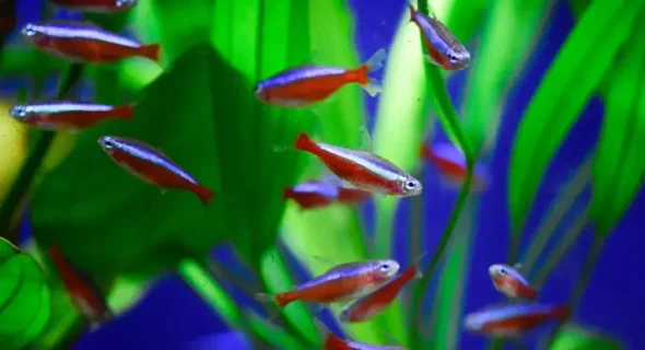 What is the first fish to put in a new aquarium?