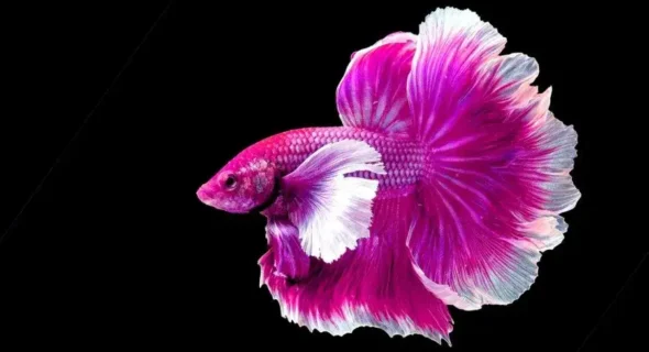 What is the cheapest fish to buy as a pet?