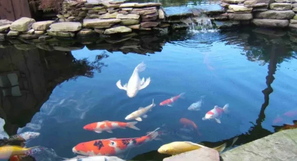 Is it hard to maintain a koi pond? Beginners Guide