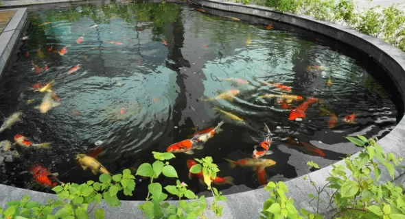 Is Having a Koi Pond Expensive? What to Expect