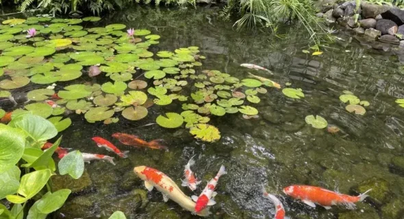 How Deep Should a Koi Pond Be? Beginners Guide