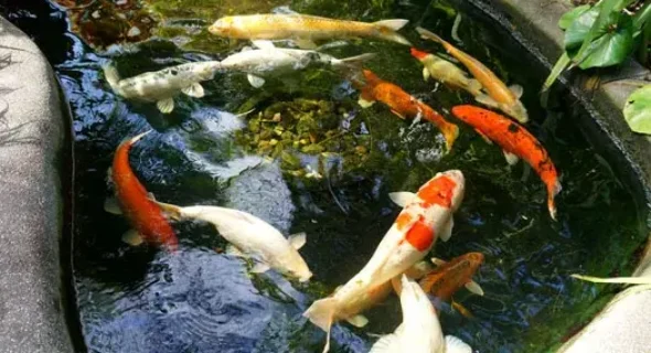 How Long Can Koi Survive in a Pond Without a Pump?